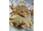 Мясо бройлерных цыплят.